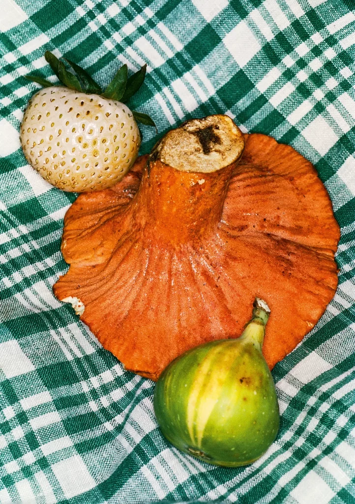 Grafikmagazin The Gourmand's Mushroom Kochbuch über Pilze